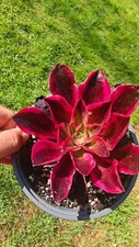 Aeonium Chanel Medusa Pink