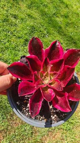 Aeonium chanel medusa pink - aeonium,