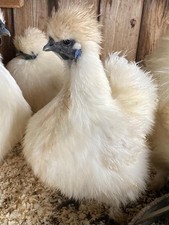 White Silkie