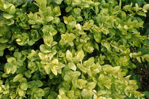 Buxus sempervirens latifolia - buxus,
