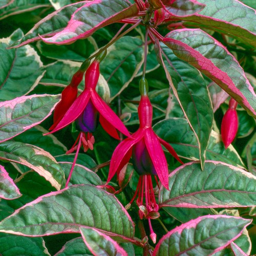 Fuchsia tom west plants - tom,