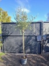 European Olive Tree Standard