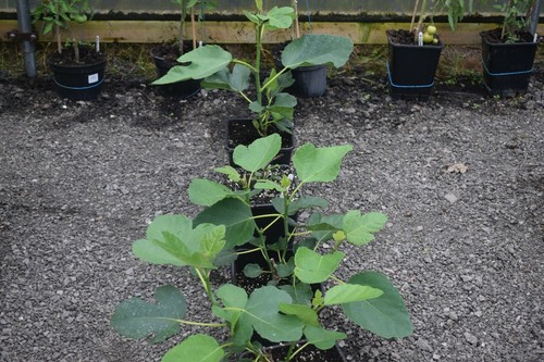 Fig lebanese brown - lebanese, rooted