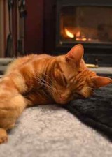 Short Hair Genuine Sheepskin Seat Pad Quilted Backing for Pets Chairs Black