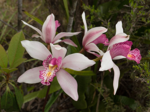 Orchid species cymbidium - species,