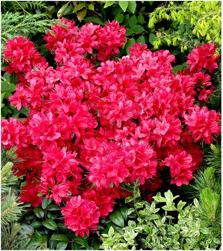 Litre pot dwarf japanese - 2,