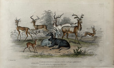 Antique Print c1859 Zoology | Antelopes Gazelle Addax Victorian Engraving