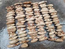 10 PC Crab fossils from the Cretaceous period. Paleontological fossil specimens