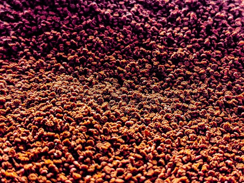 Astaxathin tropical fish food - astaxathin,
