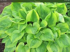 Hosta Summer Breeze  (Pot