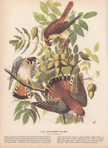 Audubon 1942 vintage birds - 1942,