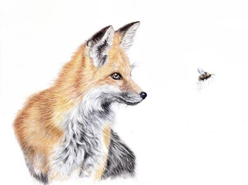 Red fox wildlife print - red,
