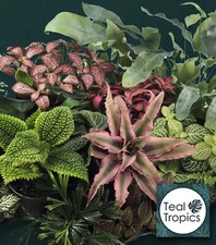 Terrarium Plant Mix - Baby Plants Set Fittonia Fern Pilea Vivarium Plants