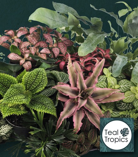 Terrarium plant mix baby - mix,
