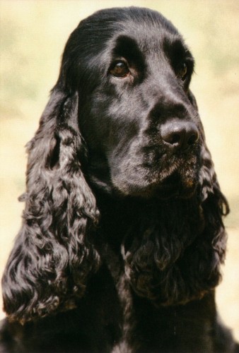 Cocker spaniel black jumbo - spaniel,