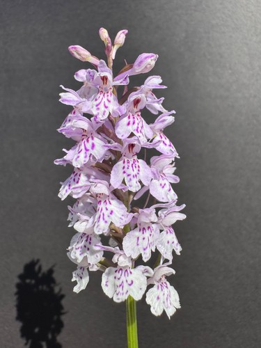 Common spotted orchid - ,