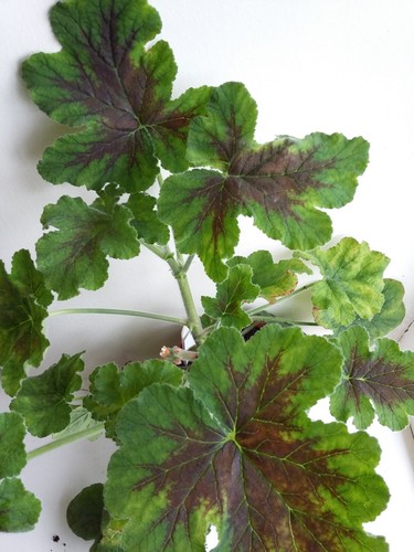 Chocolate peppermint - peppermint,
