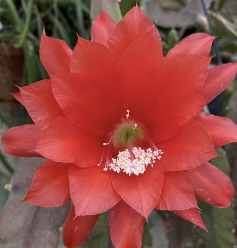Epiphyllum cactus red - “,