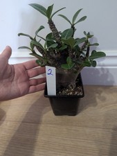 Adenium Arabicum /Desert Rose/