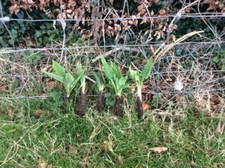 5 Large Strong Comfrey plants
