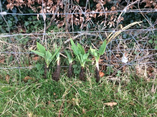 Large strong comfrey - 5, plants