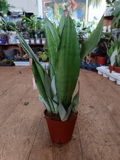 Sansevieria Moonshine - Snake Plant | Indoor Plant 50 cm Height | 14 cm pot