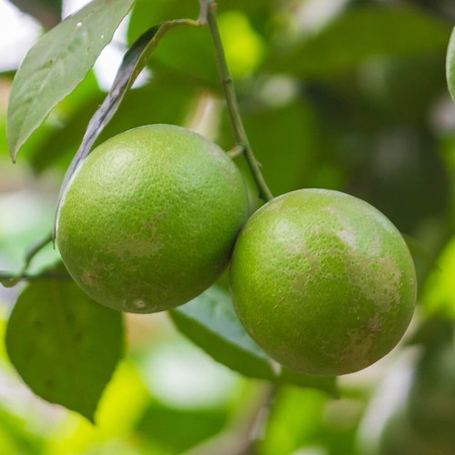 Citrus key lime established - citrus,