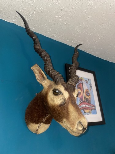 Antique taxidermy black buck - antique,