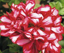 6 Trailing Geranium Ivy Leaf