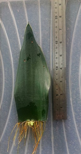 Snake plant leaf - snake, (sansevieria)