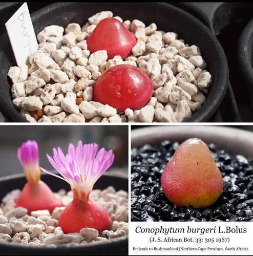 10x conophytum burgeri seeds - burgeri,