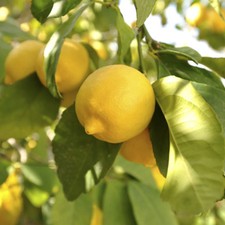 Citrus Fruit Tree, Lemon