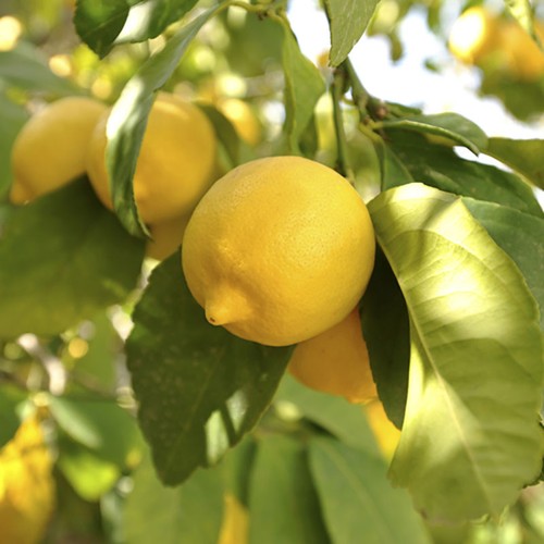 Citrus fruit tree lemon - tree,,