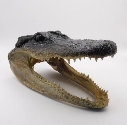 Genuine open jaw - genuine, head