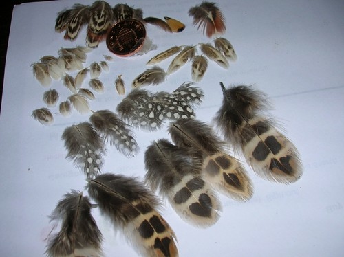 Tiny natural feathers x50 - tiny,