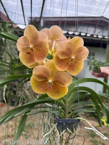 Rare vanda edwin delight - vanda,