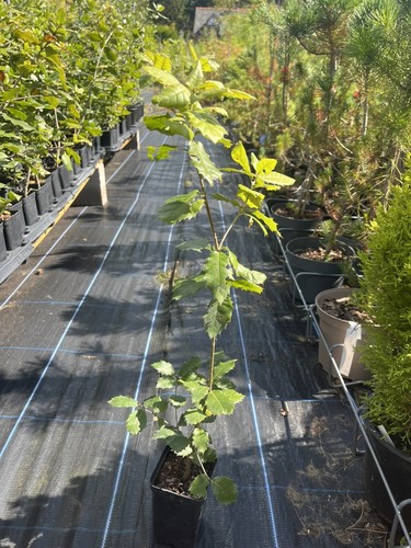 Holm oak tree - quercus, ilex