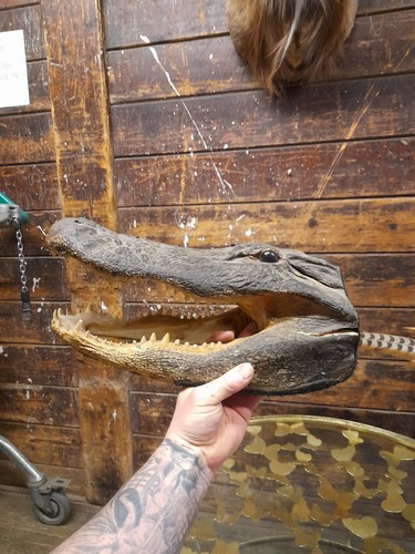 Large size taxidermy aligator - size,