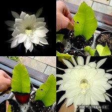 Epiphyllum Oxypetalum (kadupul