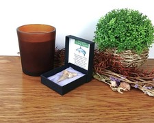 100% Genuine Large Otodus