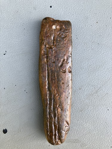 Fossilised whale bone with - fossilised,