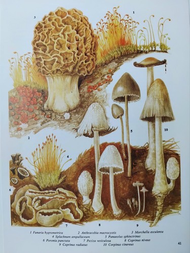 Vintage mushroom print - mushroom,