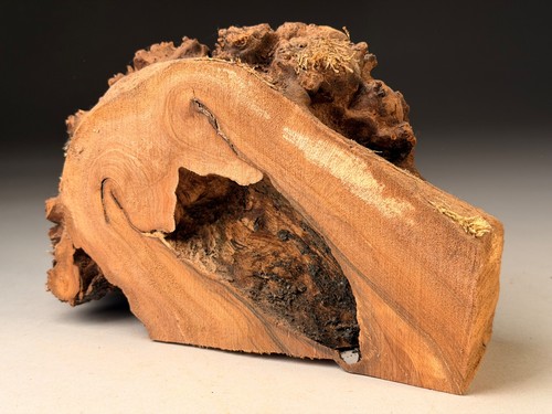 Spalted burr elm live - burr,