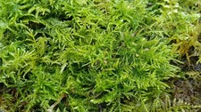 Live Fern Moss. Carpetting