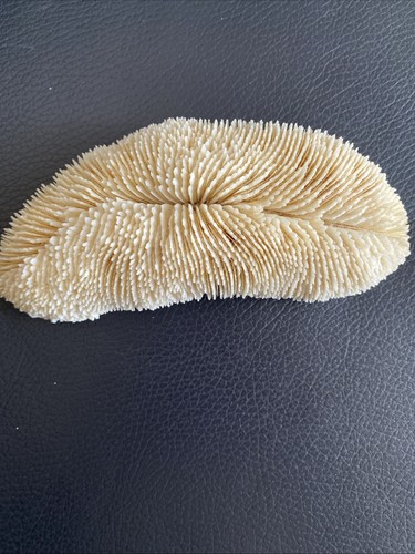 Natural white slipper ocean - slipper,