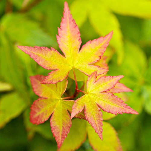 Acer palmatum little - palmatum, 'little
