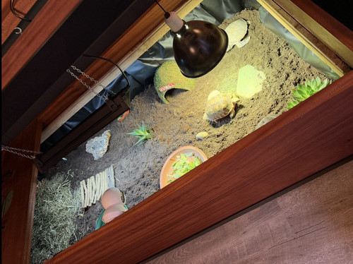 Wooden reptile pet enclosure - pet,
