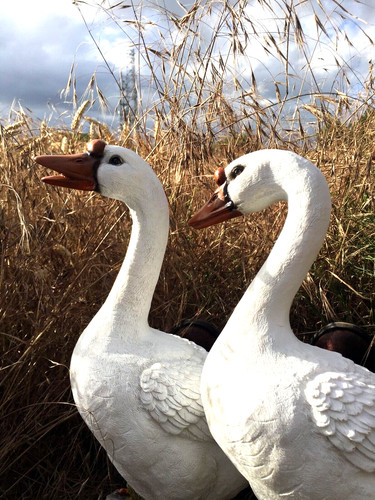 Geese pair birds - birds, garden