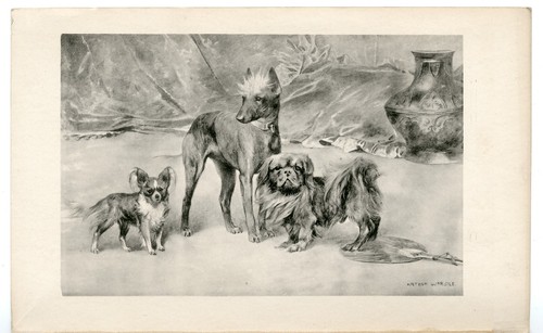 Chinese crested papillon - chinese,
