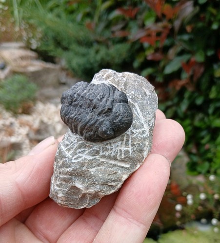 Fossil trilobite devonian age - fossil,